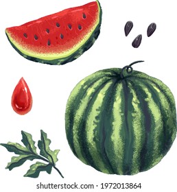 Watermelon whole juicy delicious and a slice of watermelon in the cut watermelon leaf bones and a drop of watermelon juice drawing