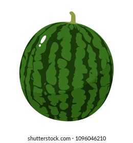 Watermelon,Illustration of fresh sweet fruit. Watermelon is grown in tropical and subtropical areas worldwide for its large edible fruit.