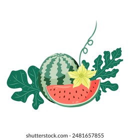 Watermelons composition with whole fruit and a slice, watermelon plant leaves and flowers. Flat vector illustration. Tropical fruit drawing for food graphics, summer designs, menu, logo, stickers.