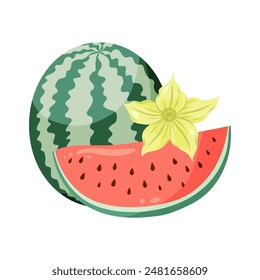 Watermelons composition with whole fruit and a slice, watermelon plant flowers. Flat vector illustration. Tropical fruit drawing for food graphics, summer designs, menu, logo, stickers.