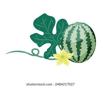 Watermelons composition with whole fruit, watermelon plant flower and leaves. Flat vector illustration. Tropical fruit drawing for food graphics, summer designs, menu, logo, stickers.