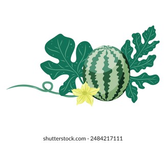 Watermelons composition with whole fruit, watermelon plant flower and leaves. Flat vector illustration. Tropical fruit drawing for food graphics, summer designs, menu, logo, stickers.