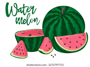 Watermelons, whole, half and slices. Green striped berry with red pulp and brown seeds. Vector illustration