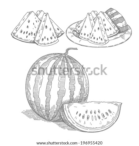 watermelon,vector hand drawing
