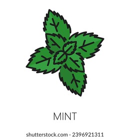 Watermint or peppermint green isolated culinary herb outline icon. Vector kitchen spice, spearmint herb with leaves. Melissa organic plant, hybrid mint