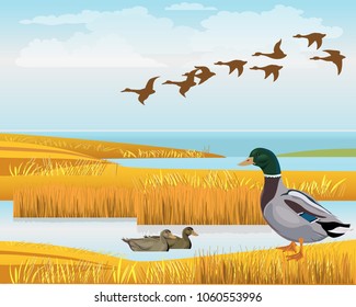 Waterscape with wild ducks. Vector illustration