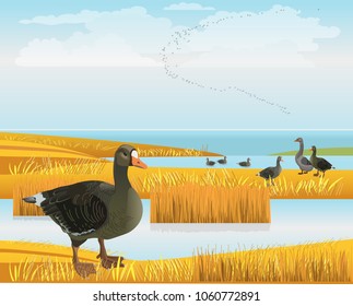 Waterscape with wild geese. Vector illustration