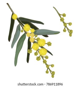 Wattle Flowering Vector Illustration