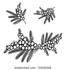 Wattle Vector Illustration Black and White Sketch 