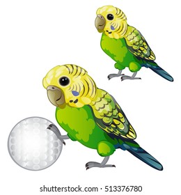 Wavy green parrot (budgerigar) isolated on white background. Tropical domesticated bird rolls the ball. Animated vector illustration.