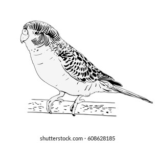 Wavy parrot. Black and white sketch ink. Hand-drawn illustration. Vector.