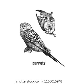 Wavy parrots. Realistic birds budgies isolated on white background. Hand drawing of bird from wild. Black and white . Vector illustration. Vintage engraving style. Nature concept