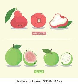 wax apple guava Fruit element vector