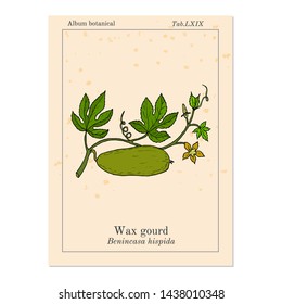 Wax gourd (Benincasa hispida), or ash pumpkin, winter melon, medicinal plant. Hand drawn botanical vector illustration