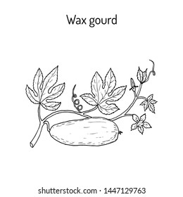 Wax gourd (Benincasa hispida), or ash pumpkin, winter melon, medicinal plant. Hand drawn botanical vector illustration
