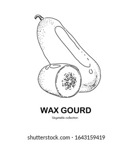 Wax gourd freehand drawing-vector illustration. Doodle style.