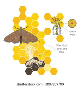 Wax moth larvae on an infected bee nest. Terrible wax bee frame eaten by parasites. Varroa Mites. Terrible wax bee frame eaten by parasites.