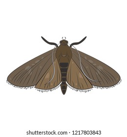 Wax Moth Vector Illustration