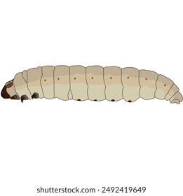 wax moth; wax worm; Galleria mellonella; caterpillar; lavar; moth; honeybee pest