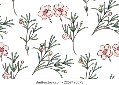 Сhamelaucium (Waxflower, Geraldton Wax-flower). A seamless pattern with delicate pink flowers of a chamelaucium. Botanical pattern. Vector stock illustration on a white background.