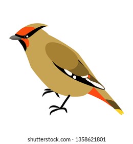 

Waxwing bird beautiful bright