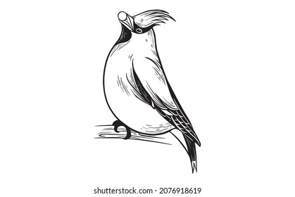 Waxwing bird beautiful illustration black and white vector 