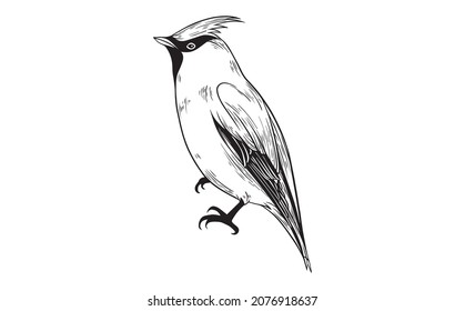 Waxwing bird beautiful illustration black and white vector 