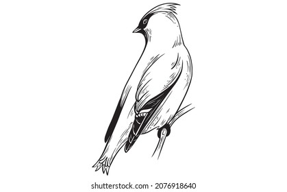 Waxwing bird beautiful illustration black and white vector 