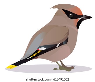 Waxwing bird cartoon vector illustration