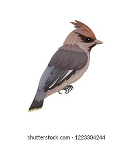 Waxwing bird with silky plumage and crest. Small passerine songbird. Fauna and ornithology theme. Flat vector icon