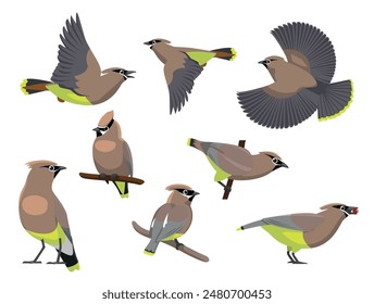 Waxwing Bird Various Poses Sequence Cartoon Vector Character