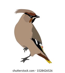 Waxwing bird vector isolated winter birds graphics Christmas decor