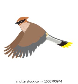 Waxwing isolated on a white background. Vector graphics.