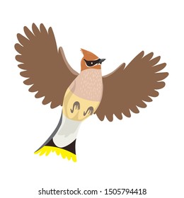 Waxwing isolated on a white background. Vector graphics.
