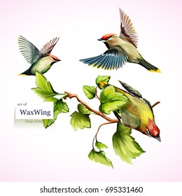 Waxwing on branches with leaves. Set of three birds. Hand drawn, watercolor. All objects are separated and easy to move. Vector - stock.