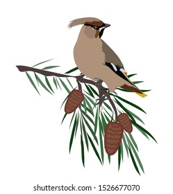 Waxwing on pine tree branch with pine cones winter bird graphics Christmas decoration vector isolated