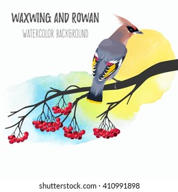 Waxwing on rowan branch
