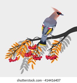Waxwing on rowan branch
