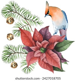 Waxwing, poinsettia and spruce branches. Can be used as a card, cover background or web message. Vector illustration in watercolor style.

