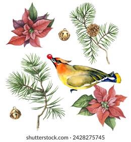 Waxwing, poinsettia and spruce branches. Can be used as a card, cover background or web message. Vector illustration in watercolor style.
