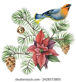 Waxwing, poinsettia and spruce branches. Can be used as a card, cover background or web message. Vector illustration in watercolor style.
