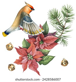 Waxwing, poinsettia and spruce branches. Can be used as a card, cover background or web message. Vector illustration in watercolor style.