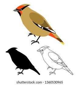 waxwing set bright