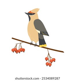 Waxwing sits on a branch with berries rowan. Winter feather bird. Cute character song bird. Vector illustration of small forest bird. Flat style.