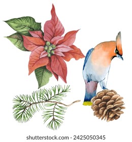 Waxwing and spruce branches. Can be used as a card, cover background or web message. Vector illustration in watercolor style.