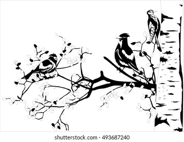 Waxwings sitting on branches of birch tree, monochrome vector illustration