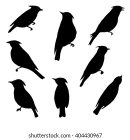 waxwings, vector set of birds silhouettes, hand drawn songbirds, isolated  elements