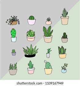 We are Cactus plant in a cup.