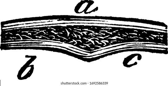 If we divide any of the long bones longitudinally, we find two kinds of structure, the hard or compact, and the alveolar or spongy.