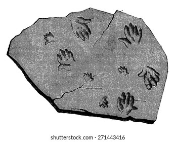 We traced their steps. (fossil footprints of Labyrinthodon. Vintage engraved illustration. Earth before man - 1886.